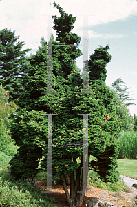 Picture of Chamaecyparis obtusa 'Reis Dwarf'