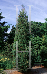 Picture of Juniperus virginiana 'Nova'
