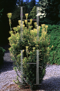 Picture of Cephalotaxus harringtonia 'Korean Gold'