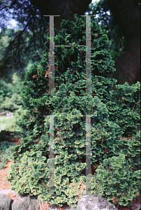 Picture of Chamaecyparis obtusa 'Verdonii'