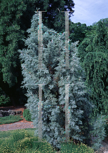 Picture of Cupressus arizonica var. glabra 'Blue Ice'