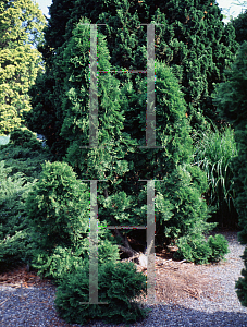 Picture of Thuja occidentalis 'Malonyana'