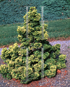 Picture of Chamaecyparis obtusa 'Verdonii'