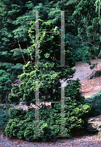 Picture of Chamaecyparis obtusa 'Nana Lutea'