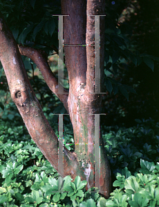 Picture of Stewartia serrata 