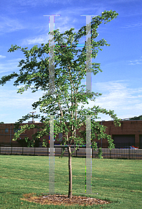 Picture of Ulmus carpinifolia x parvifolia 