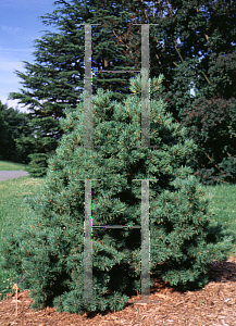 Picture of Pinus cembra 'Pygmaea'