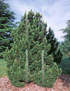 Picture of Pinus heldreichii 'Compact Gem'