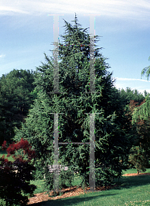 Picture of Cedrus libani ssp. atlantica 'Fastigiata'