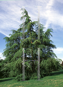 Picture of Cedrus libani ssp. stenocoma 
