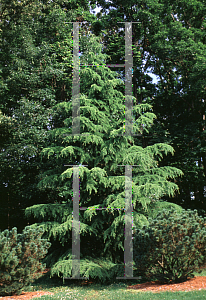 Picture of Cedrus deodara 'Likelight'