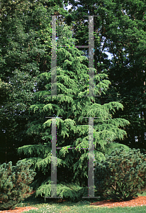 Picture of Cedrus deodara 'Likelight'