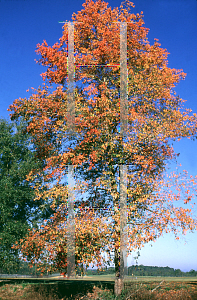 Picture of Prunus serotina 