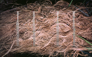 Picture of Coccothrinax crinita 