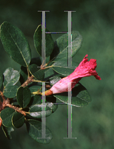 Picture of Tabebuia lepidota 