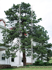 Picture of Pinus ponderosa 