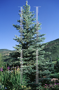 Picture of Picea pungens 'Fat Albert'