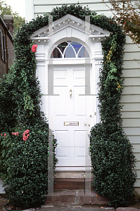 Picture of Trachelospermum jasminoides 