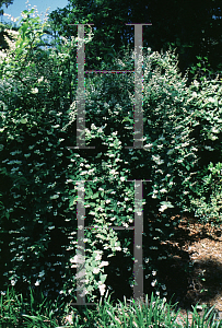 Picture of Deutzia scabra 