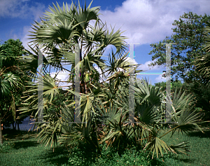 Picture of Hyphaene thebaica 