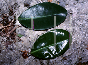 Picture of Manilkara bidentata 