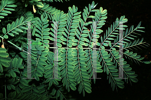 Picture of Caesalpinia pulcherrima var. flava 