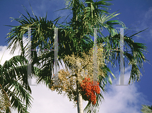 Picture of Carpentaria acuminata 