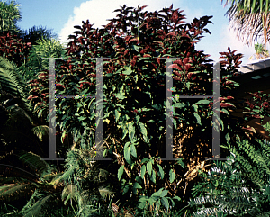 Picture of Clerodendrum quadriloculare 