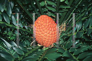 Picture of Encephalartos ferox 