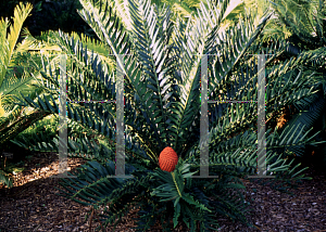 Picture of Encephalartos ferox 