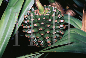 Picture of Pandanus utilis 