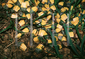 Picture of Pandanus utilis 