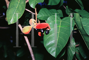 Picture of Sterculia ceramica 