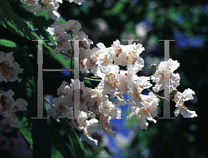 Picture of Catalpa speciosa 