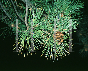 Picture of Pinus ponderosa 