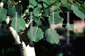 Picture of Populus grandidentata 