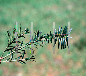 Picture of Torreya taxifolia 