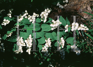 Picture of Deutzia scabra 