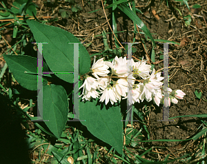 Picture of Deutzia scabra 