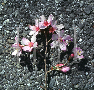 Picture of Prunus x 'Okame'