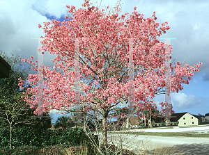 Picture of Tabebuia impetiginosa 