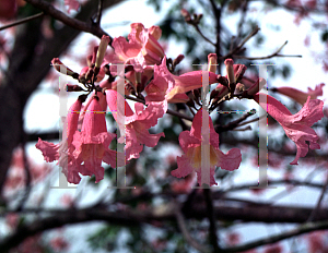 Picture of Tabebuia impetiginosa 