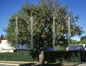 Picture of Brachychiton acerifolius 