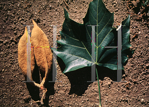 Picture of Brachychiton acerifolius 