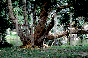 Picture of Melaleuca viridiflora var. rubriflora 