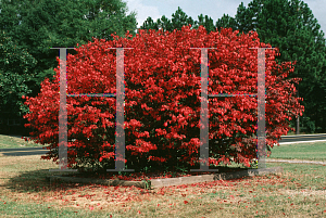 Picture of Euonymus alatus 