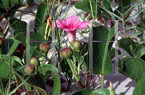 Picture of Ipomoea pes-caprae 