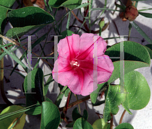 Picture of Ipomoea pes-caprae 