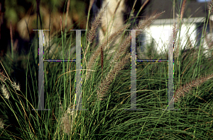 Picture of Pennisetum alopecuroides 