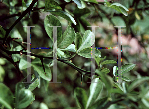 Picture of Poncirus trifoliata 
